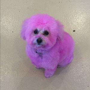 Meet your Posher, Angela